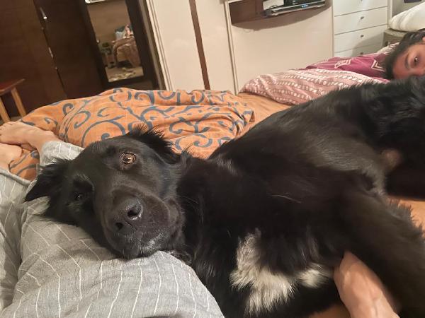 Blackie, Simil Flat Coat Retriever Foto 3